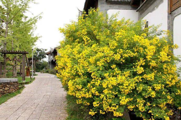 南方庭院常用植物乔木篇