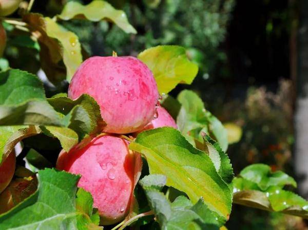 乌鲁木齐市|寒露至，秋更浓，幸福不过有人为你添衣