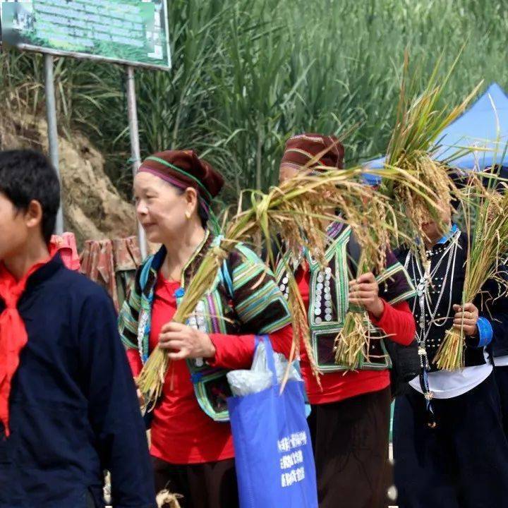 哈尼族有多少人口_哈尼药爷 哈尼族首部母语电影,讲述外人所不