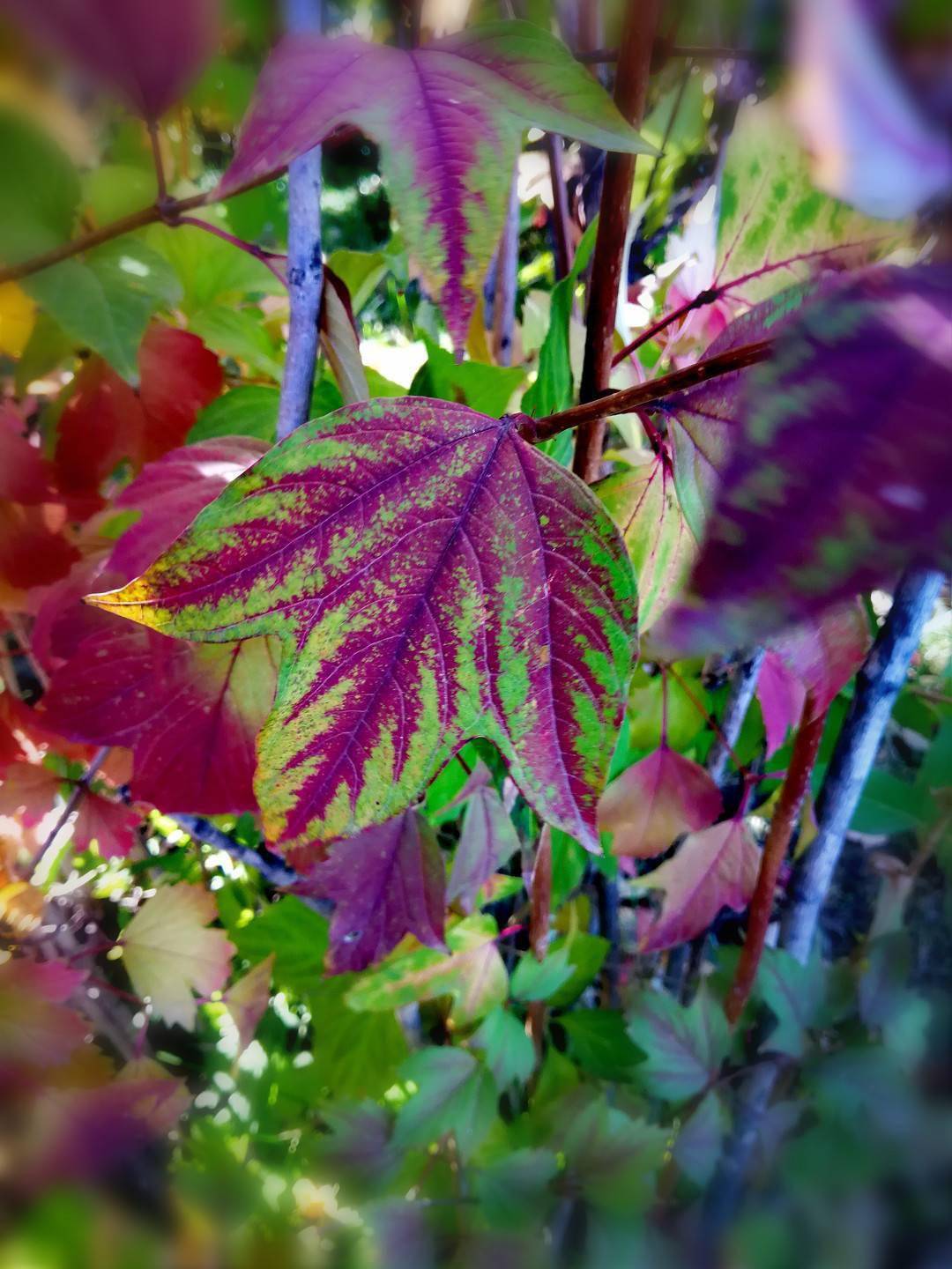 尾声|如诗如画 冰城秋意正浓！