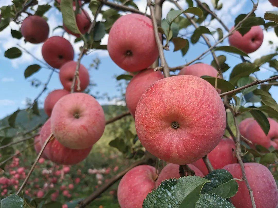 67越西苹果藏乡群众致富果