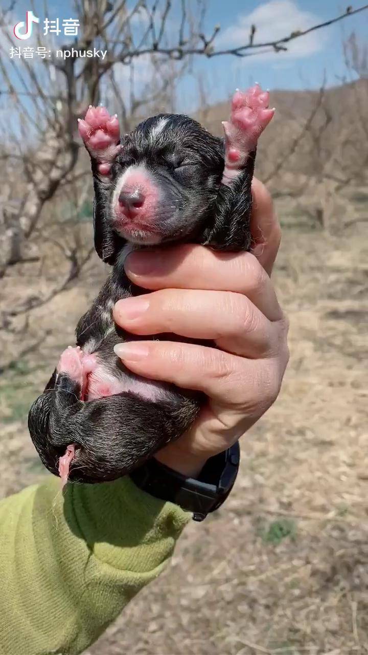 捡了个小狼崽原始色哈士奇