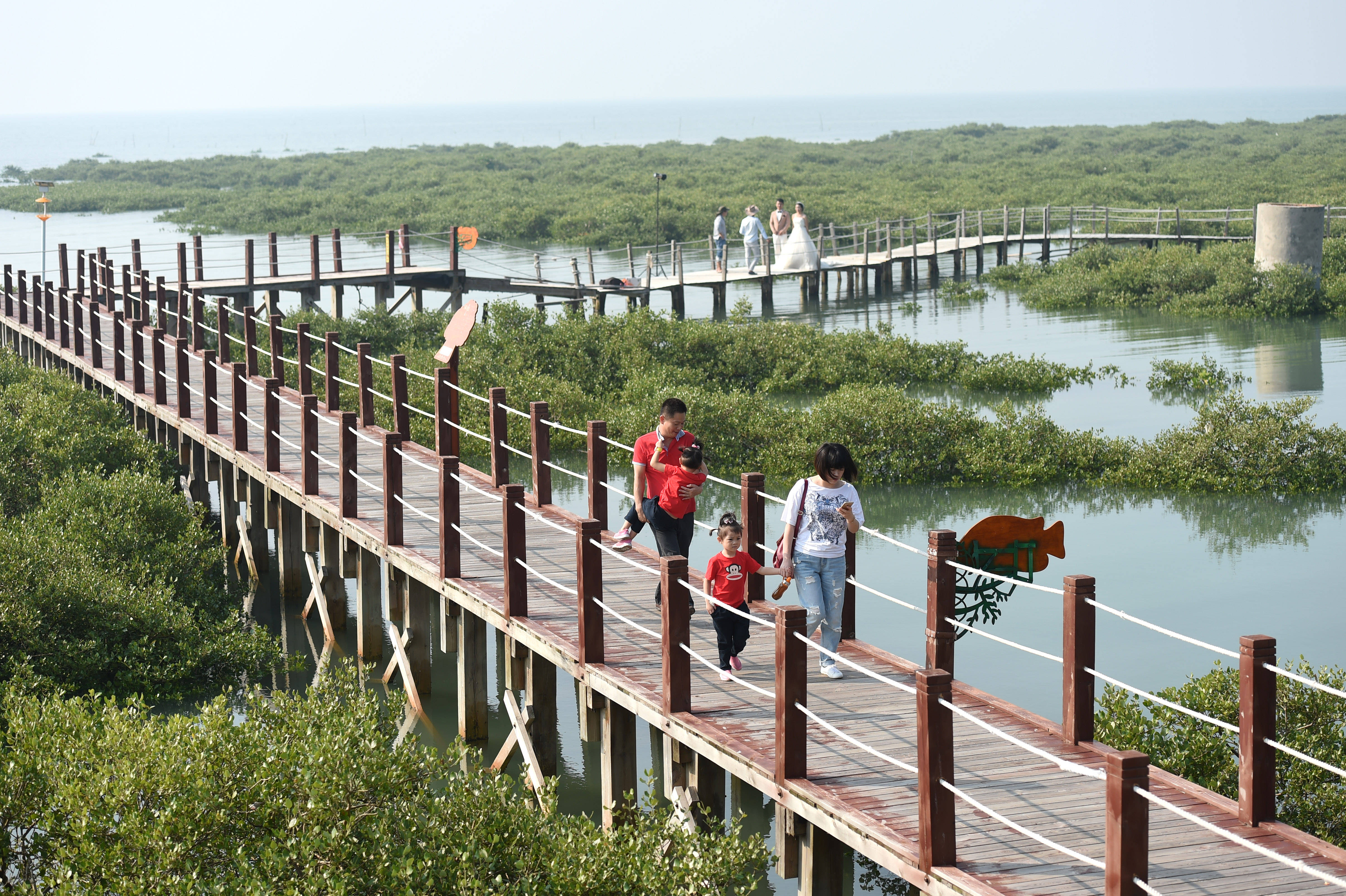 北海金海湾红树林景区图片