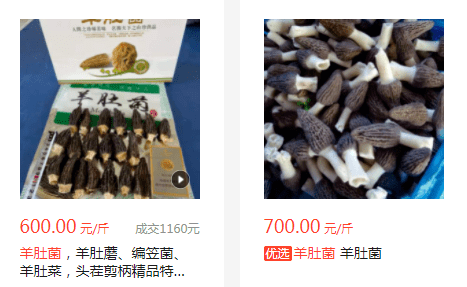 发展种植近10年,一斤仍500元,却被当"陷阱"_羊肚菌