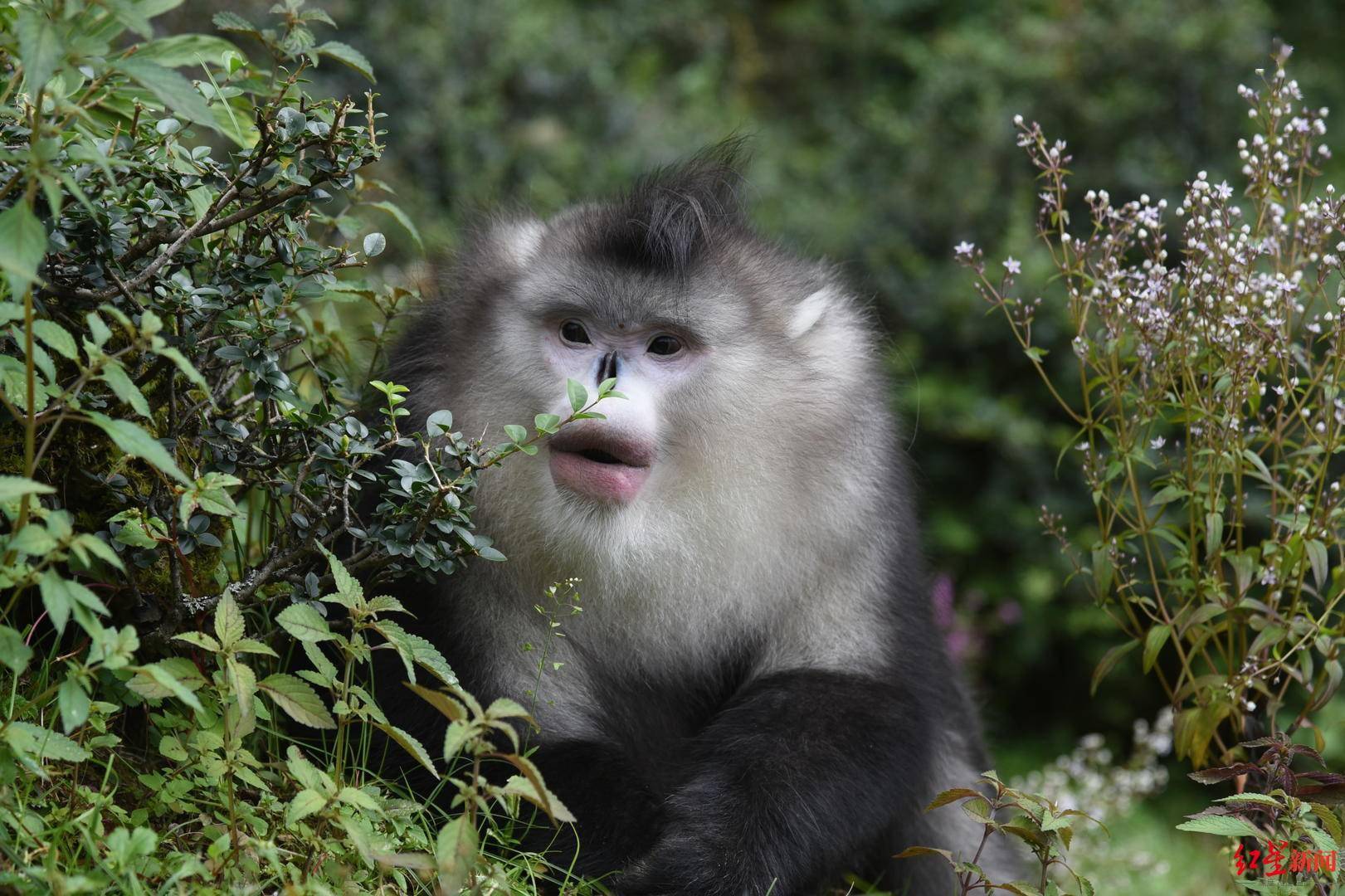 cop15濒危动物篇 | 滇金丝猴:曾经的猎人,成了它们的"守护神"_龙勇诚