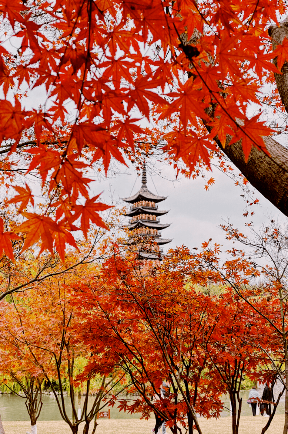 上海颐园醉白池和方塔园这么美的园林怎么能不来认识呢