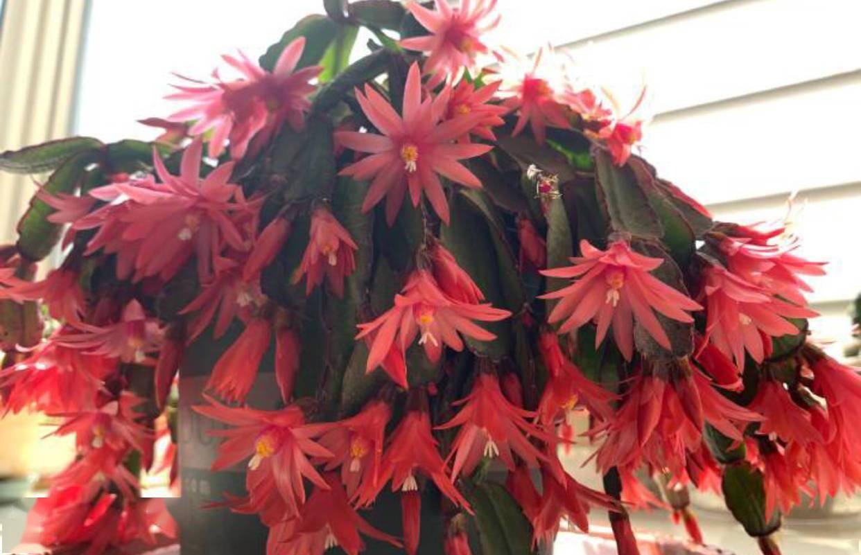 假昙花这样养开花艳开花多颜色好美仙气十足