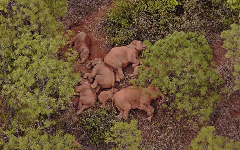 专访云南追象人cop15大会期间与象群再重逢