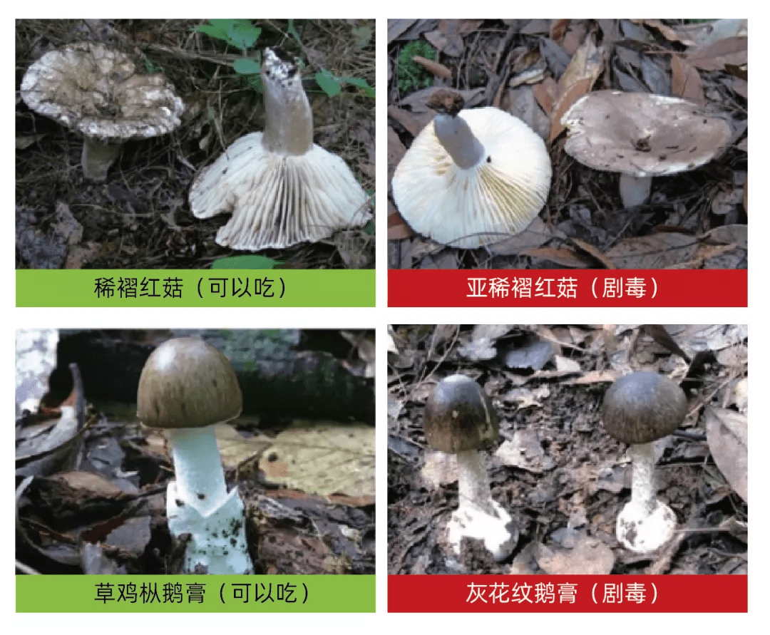 野外的野蘑菇不懂的不可轻食 是否有毒 - 图看 - 大河图易学