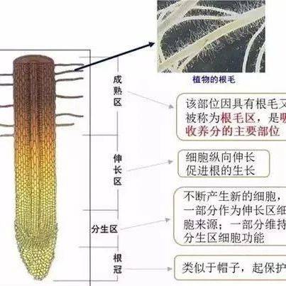 生根不养根,到头一场空!如何养好作物的根?_根系