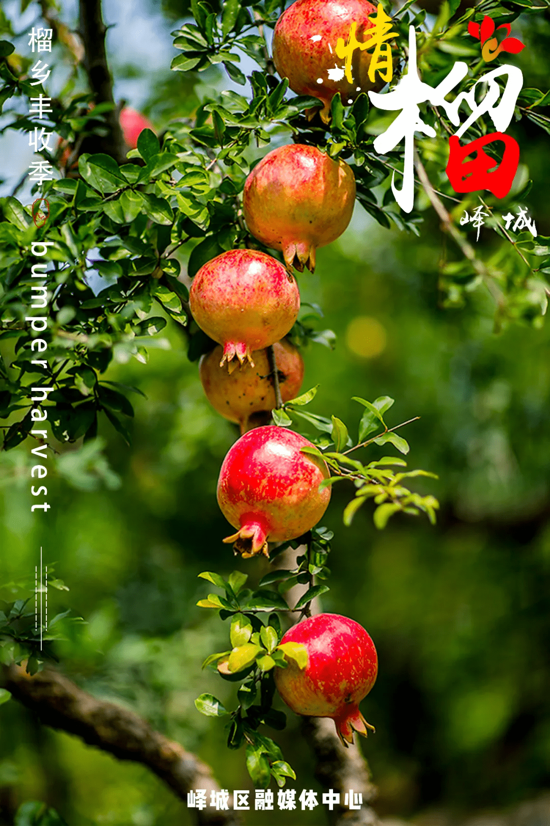 丰收季 | 情"榴"峄城_石榴
