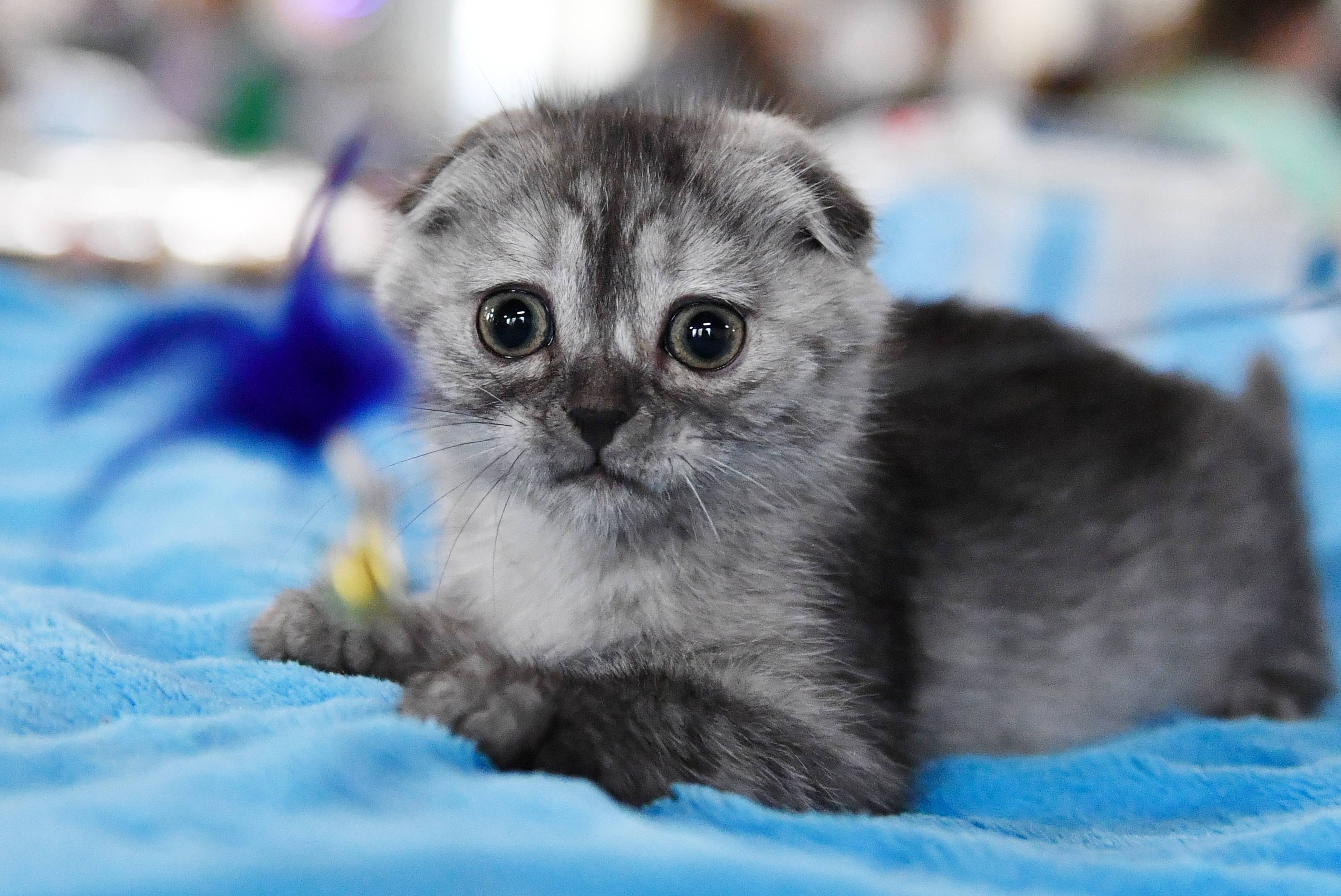 这是10月9日在俄罗斯莫斯科的猫展现场拍摄的一只苏格兰折耳猫