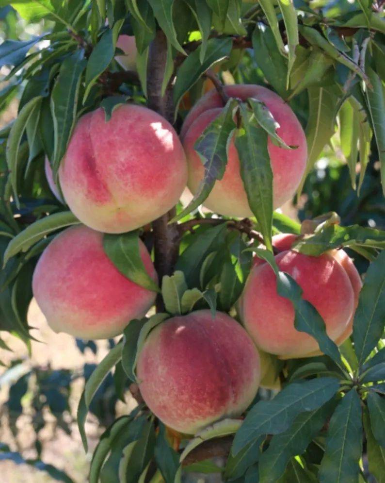 在人们印象里,只有夏天才是吃桃子的时节,而密云的"元春蜜桃"却是秋末
