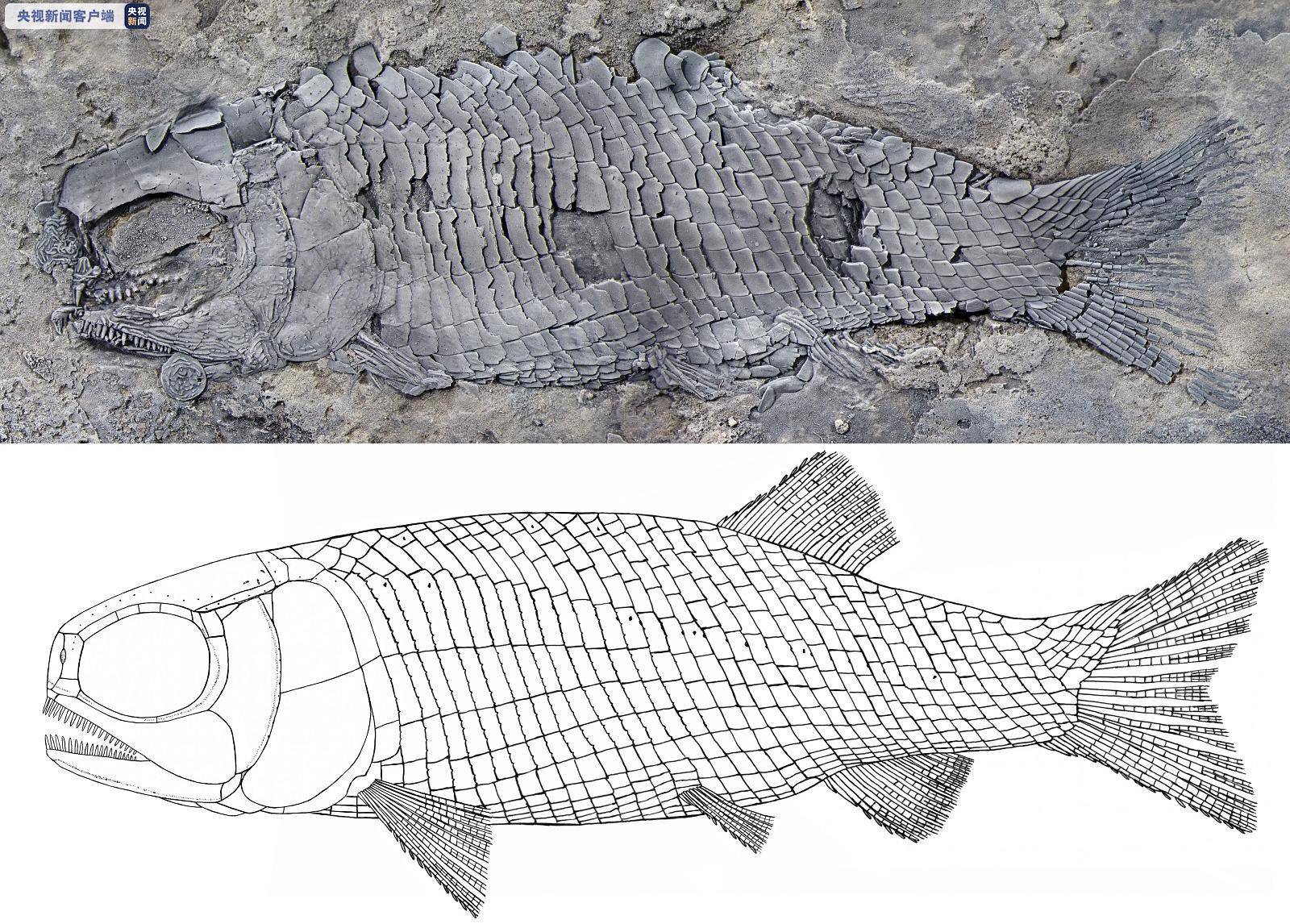 化石|云南发现世界最古老肋鳞裂齿鱼类 距今约2.44亿年