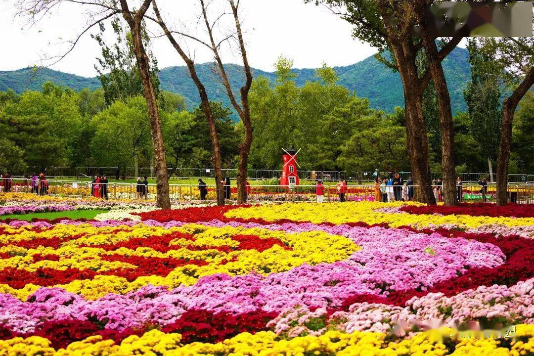 京城赏秋花，这几处景点必须知道