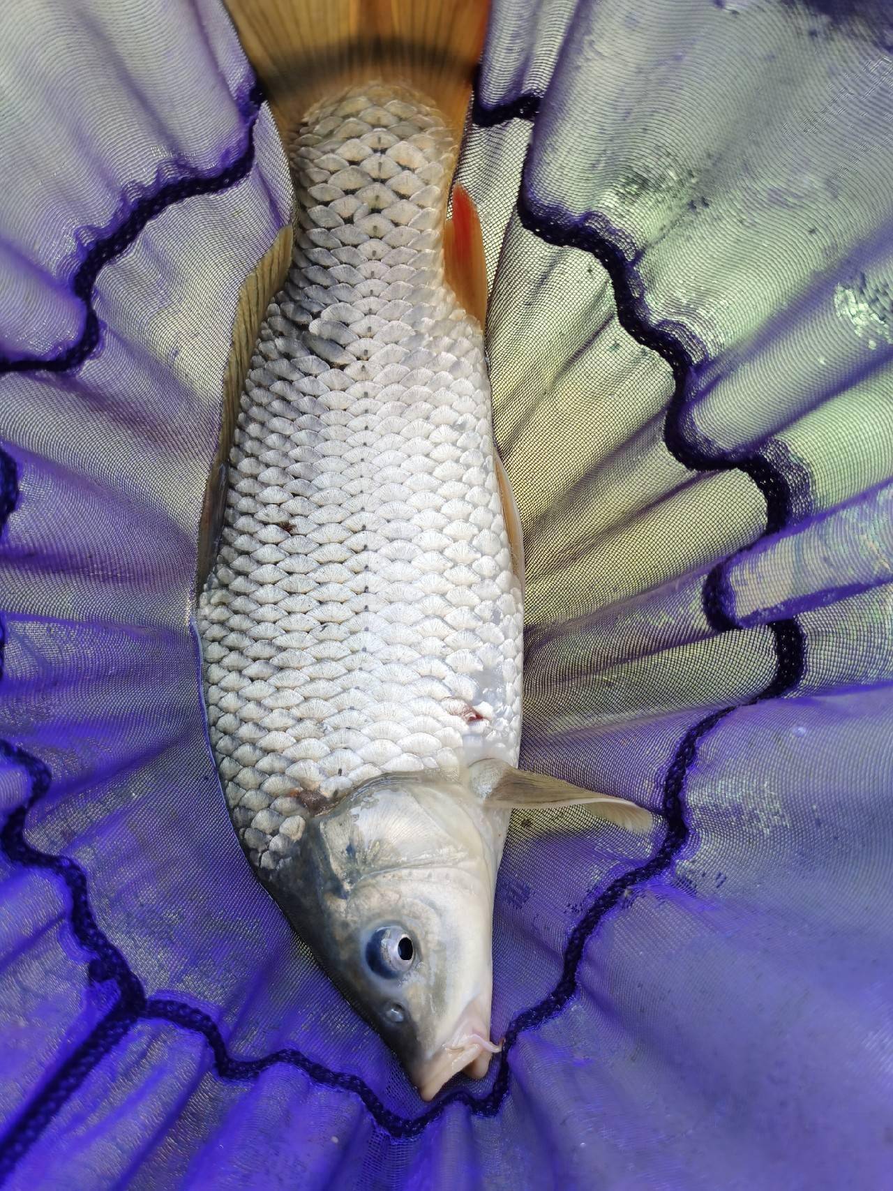 先是钓到一条花彩色的鱼后又钓到一条无比恶心的鲫鱼难道是湖里水质出