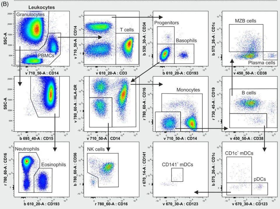 碱性粒细胞,而在cd34/cd193 双阴性区域中有hla-dr-cd14-cd56 cd16