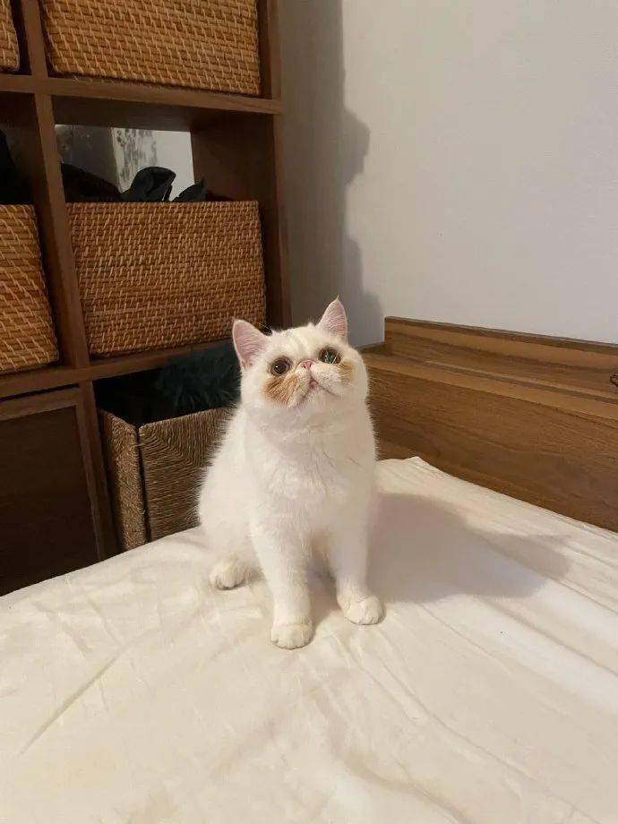 自带铲屎官家的加菲猫竟然自带腮黄