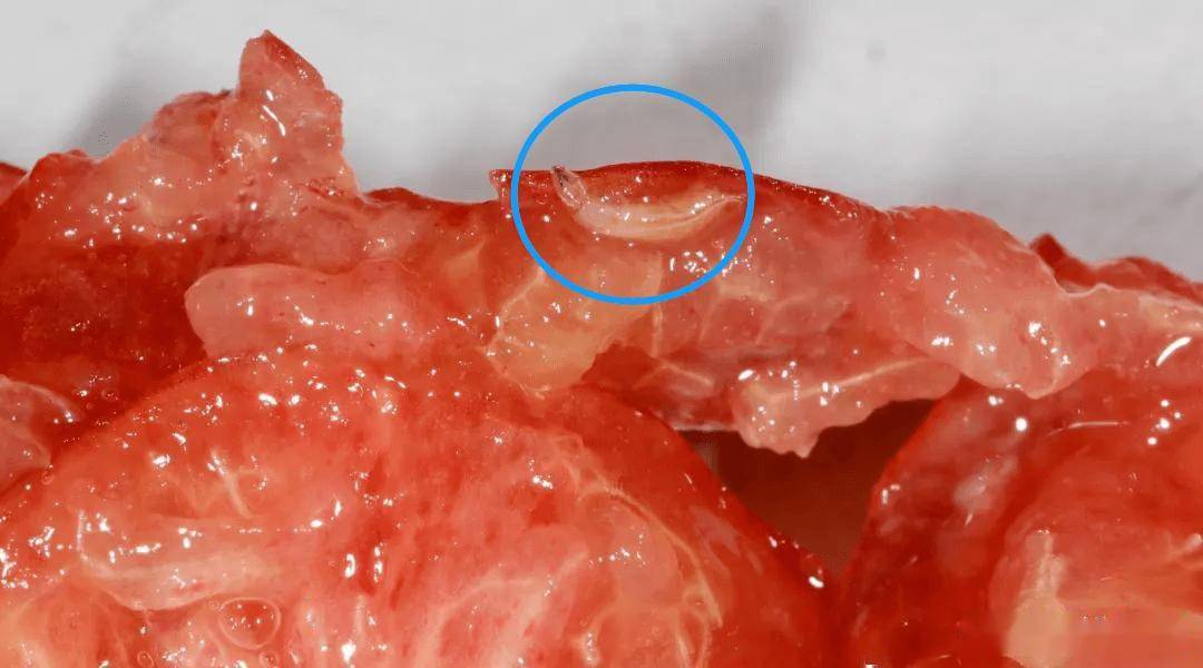 苍蝇?不是的_果蝇