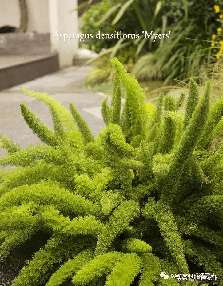 网红草 狐尾天门冬 叶子是条大尾巴 让阳台和庭院变得有趣 叶片