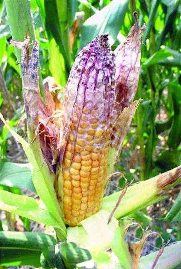 主要由禾谷镰刀