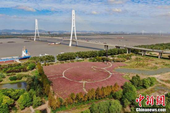 乱子|南京滨江湿地秋意浓