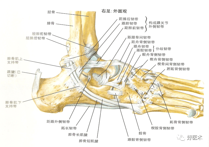 儿童踝关节解剖图片