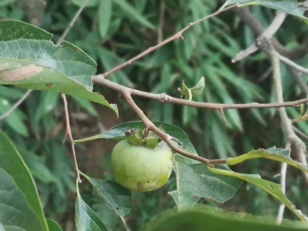 这是什么植物你认识吗 d9f2d5e5c515496a9175120589cdda82.jpeg