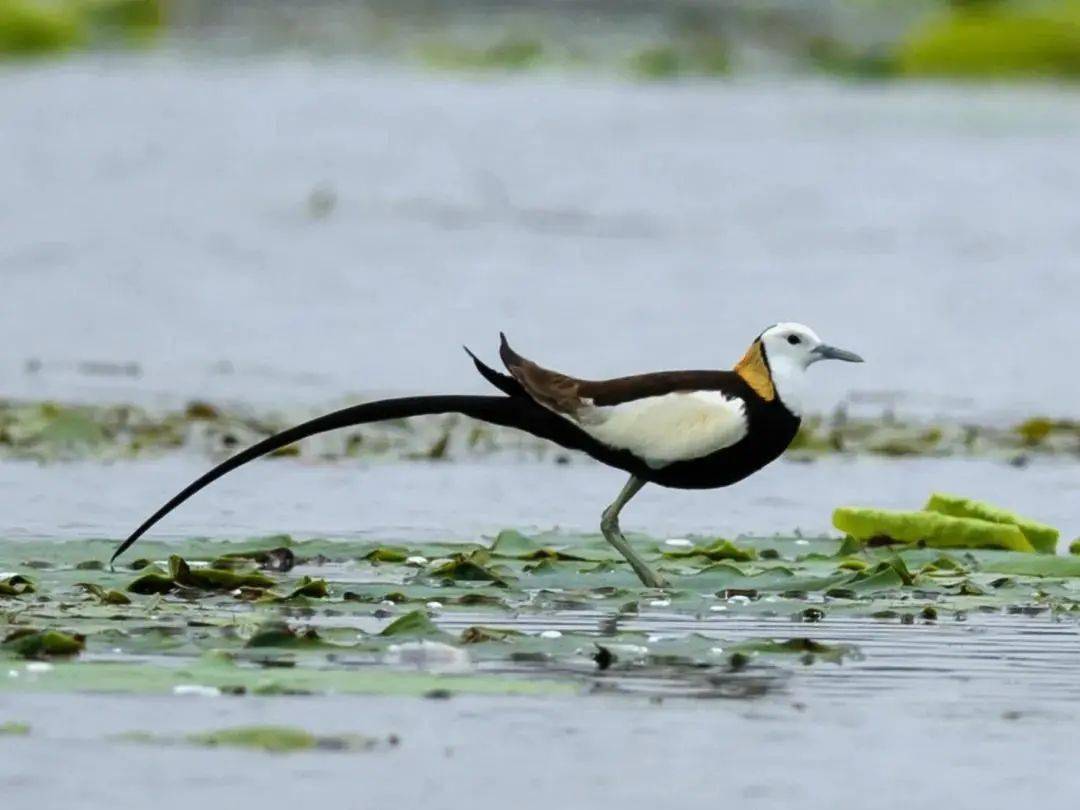 玩转同里丨同里湿地的生物多样性既是百草园又是百鸟会
