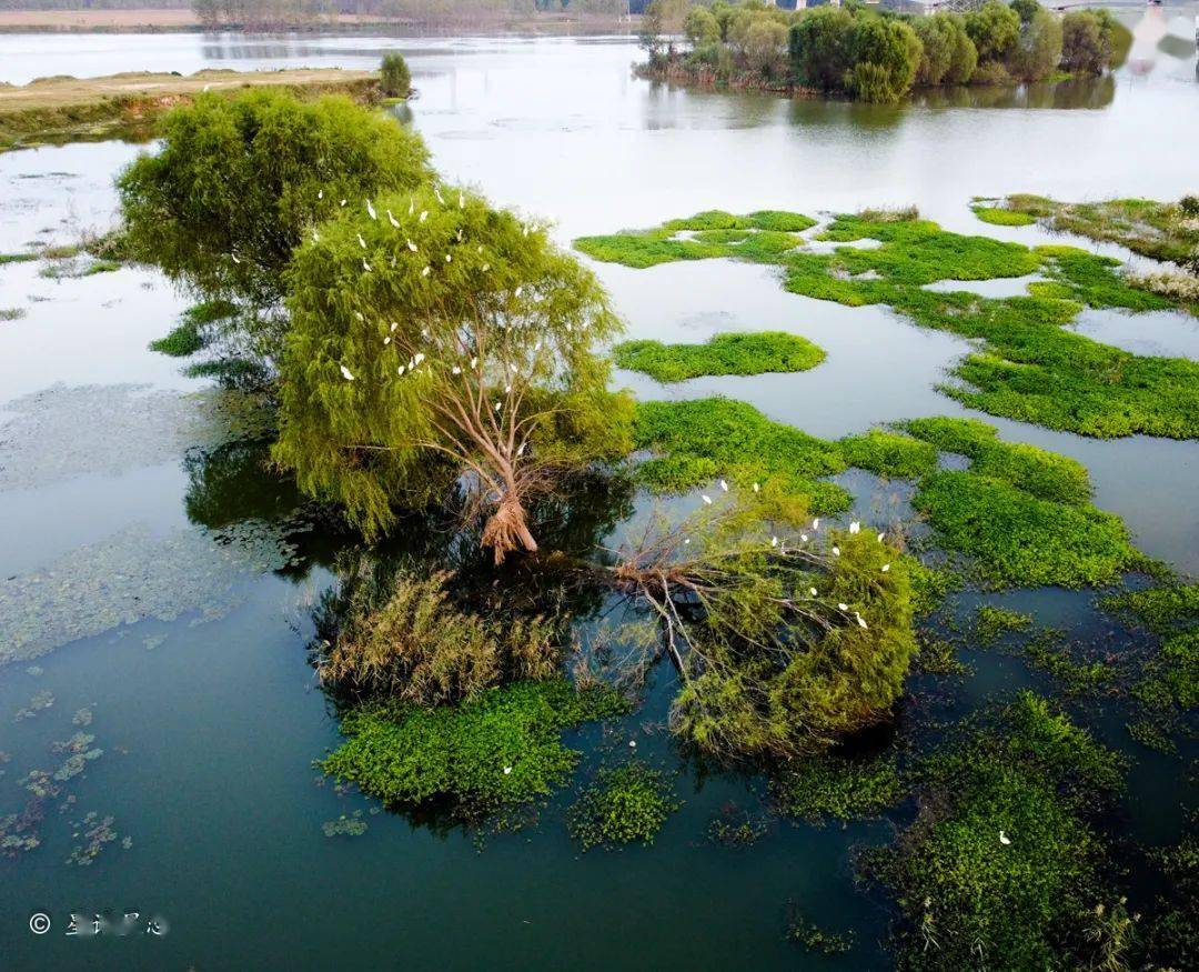 最让人兴奋的,在沂河的沙洲,浅滩上,经常可以看到成群的野鸟,尤其是