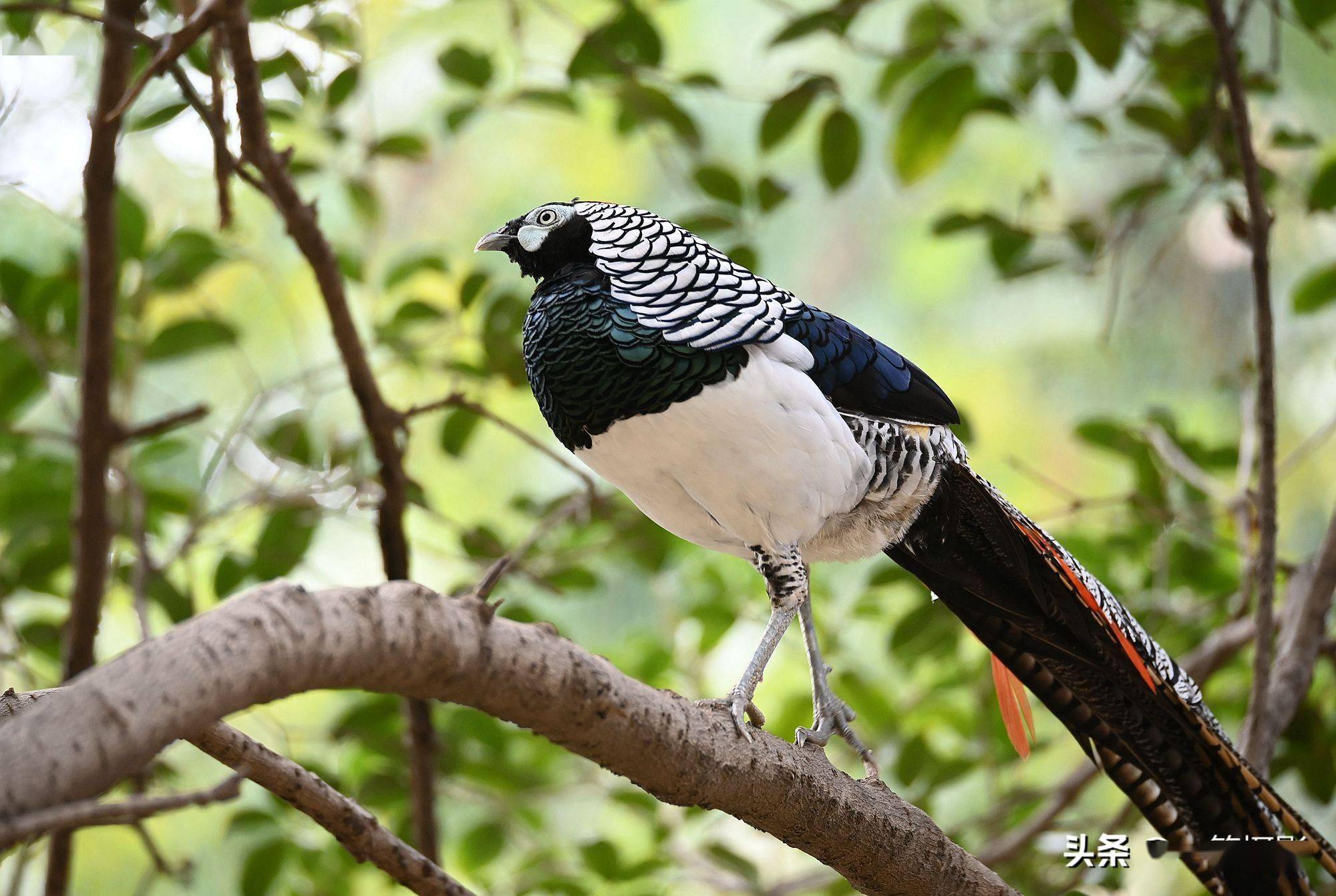 树上的白腹锦鸡