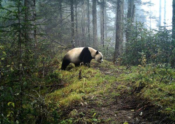 这里，就是大熊猫国家公园！