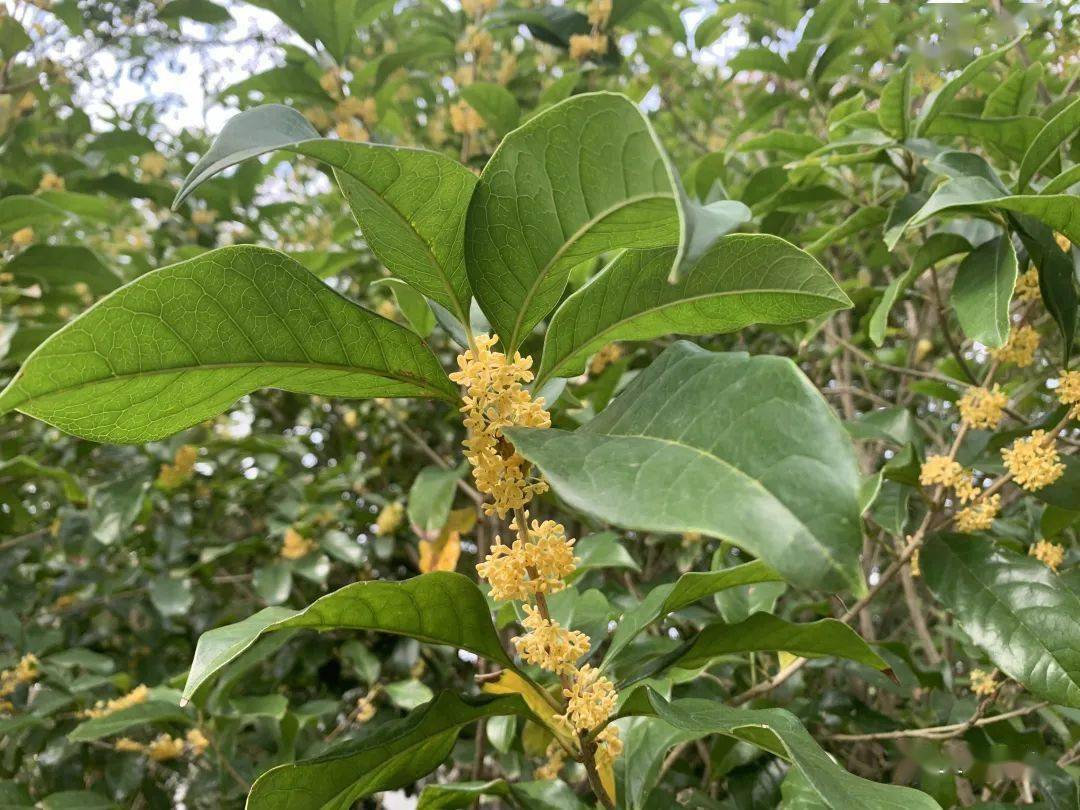 桂花树介绍资料(桂花树介绍资料50字)