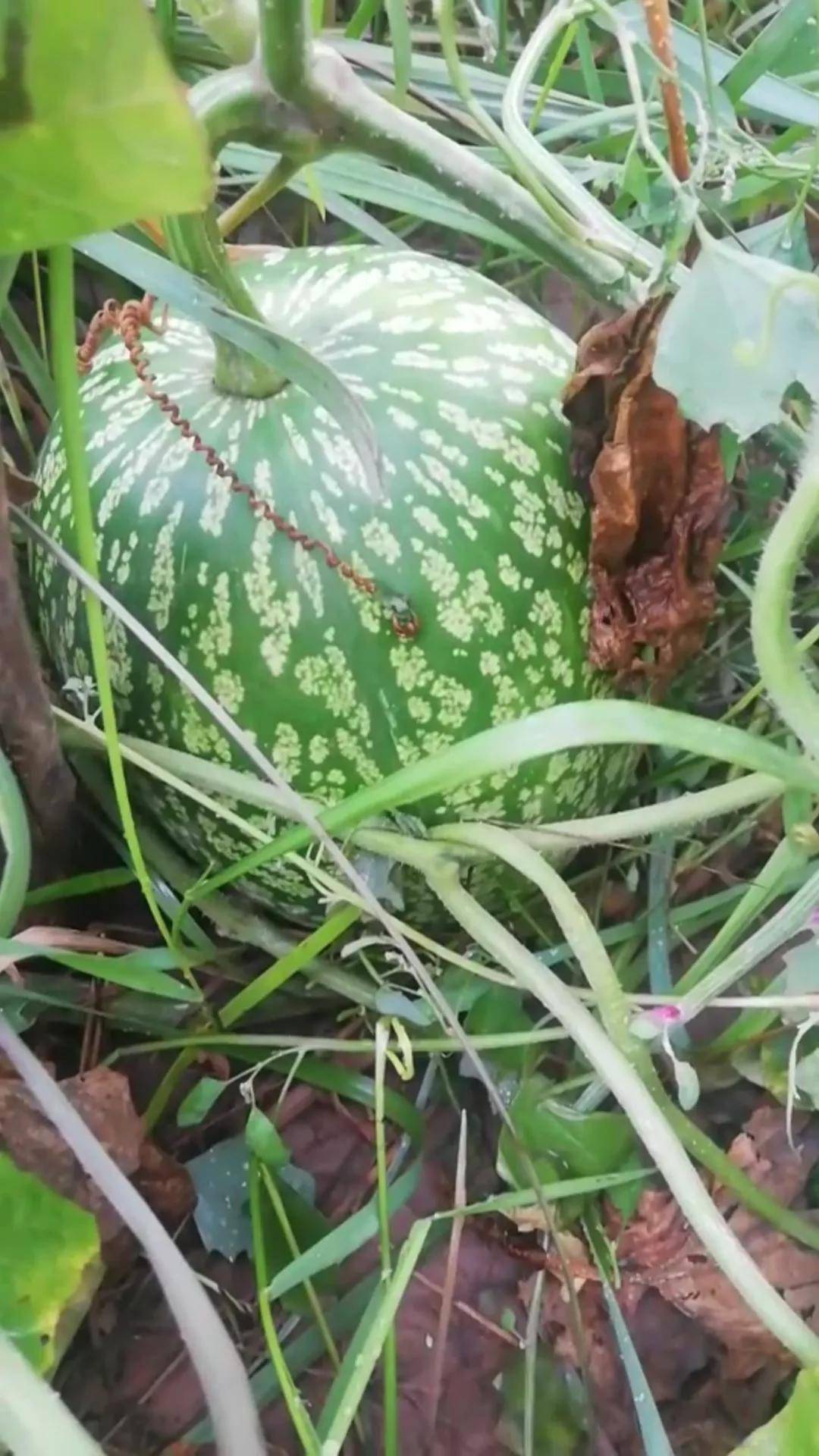 兰州看瓜似瓜不能食之像石不能千古