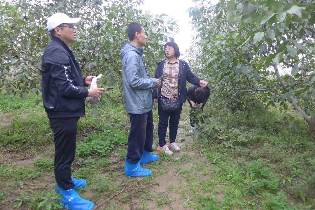 林讯 山西核桃新品种 晋丹 通过国家林草局现场审查 林业