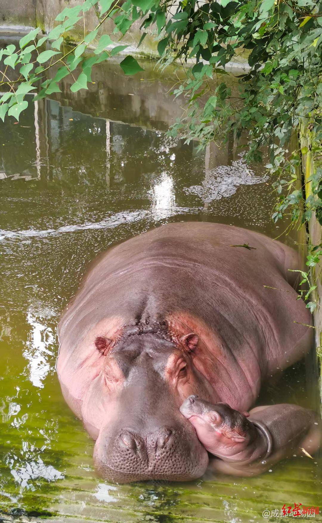 成都动物园小河马满月了饲养员揭秘河马妈妈水中喂奶