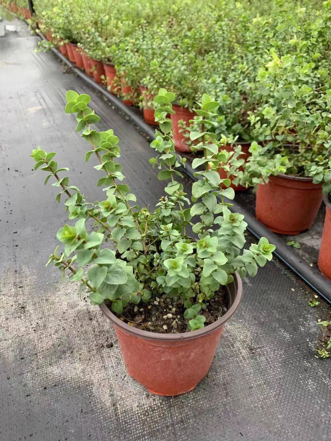 新品观赏牛至肯特美女小众却又高级的园艺植物值得团