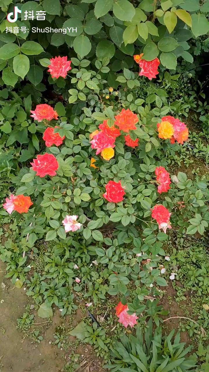 會變顏色的藤本月季藤彩虹顏色隨著花期會變化做花牆開花時像彩虹一樣