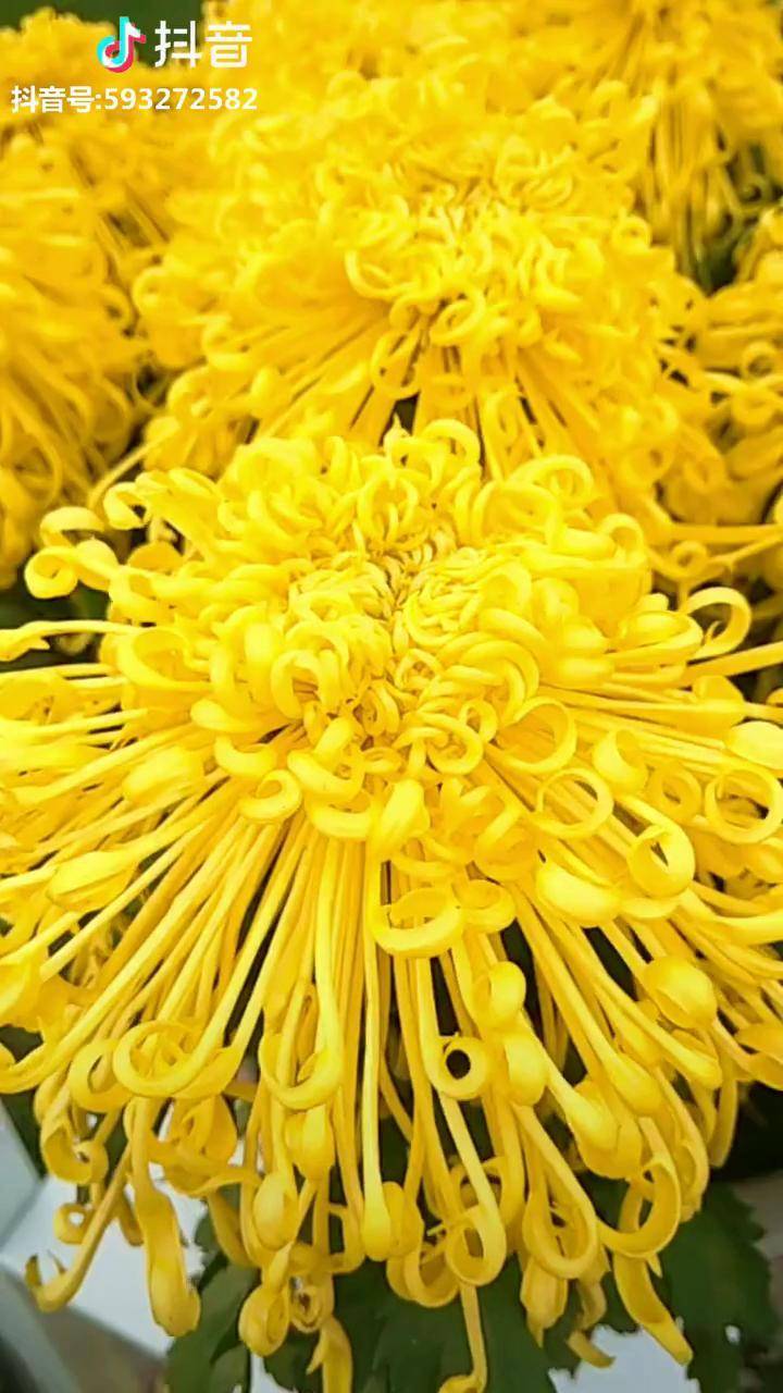 黄金满地菊飘香,花开满地多辉煌