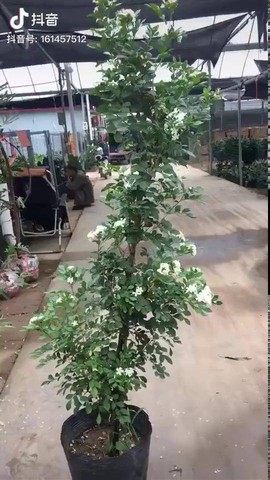 树桩九里香. 独杆高度一米6左右. 带花发货.适合庭院种植.