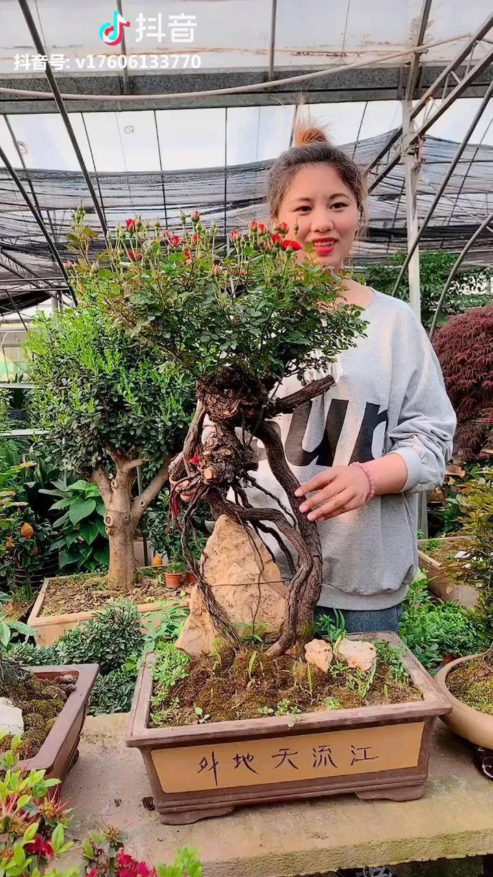 今天拍了一盆提根月季盆景最后一步妈妈太抢镜了老爸生气啦