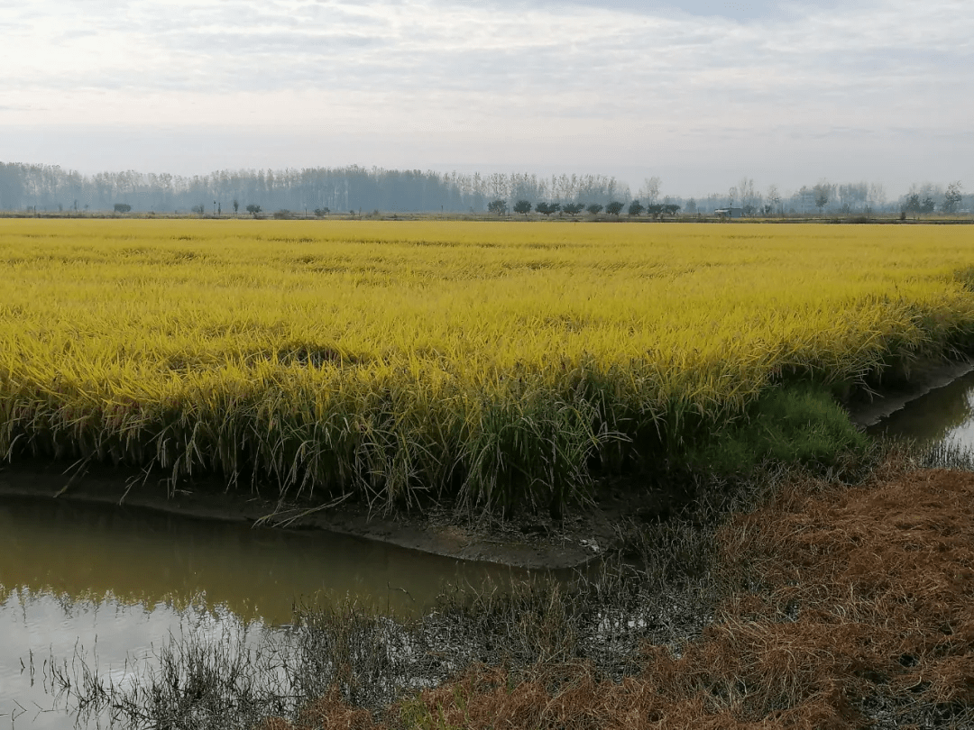 安徽阜南洪桥镇万亩虾田水稻开镰收割富硒虾田米喜获丰收