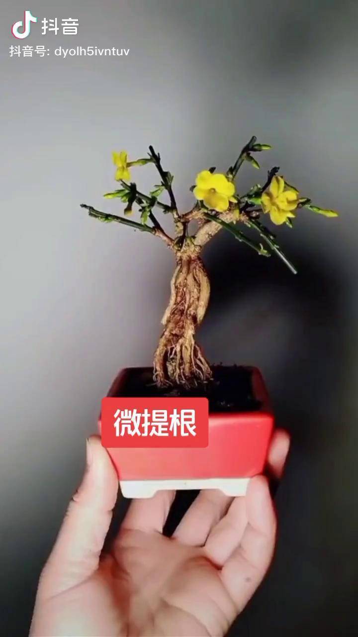 迎春花盆景一顆提根迎春盆景盆景藝術