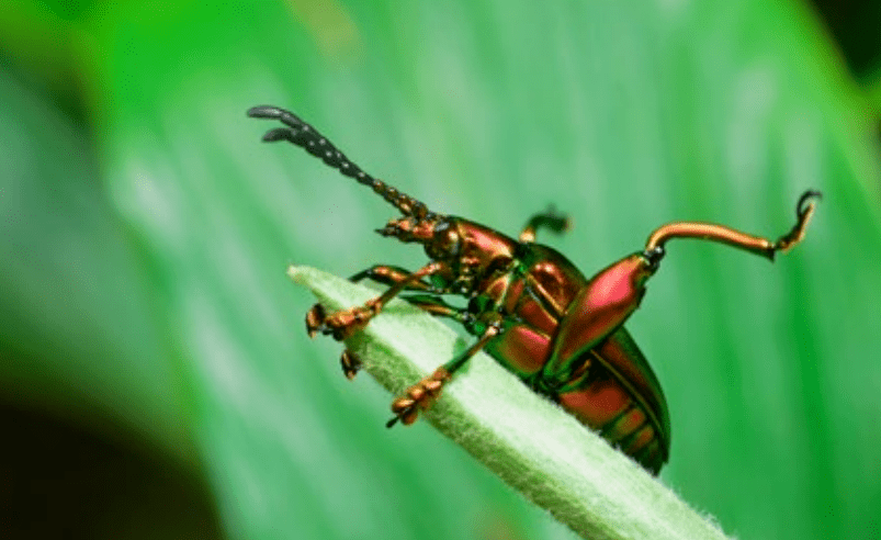【cop15】遇见勐海绿色"盔甲":紫茎甲_邮箱
