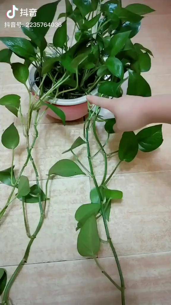 养花土培绿萝变水培