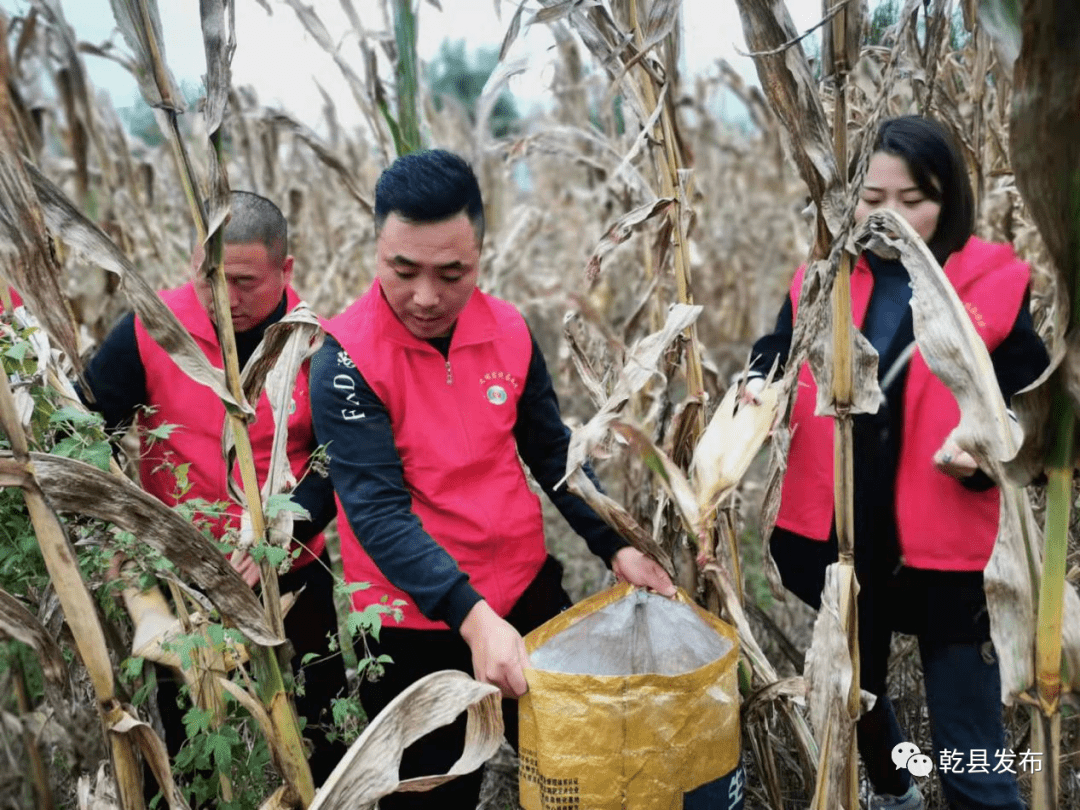 近期持續不斷的陰雨天氣,造成田地溼滑,大型機械難以進地,給周城鎮的