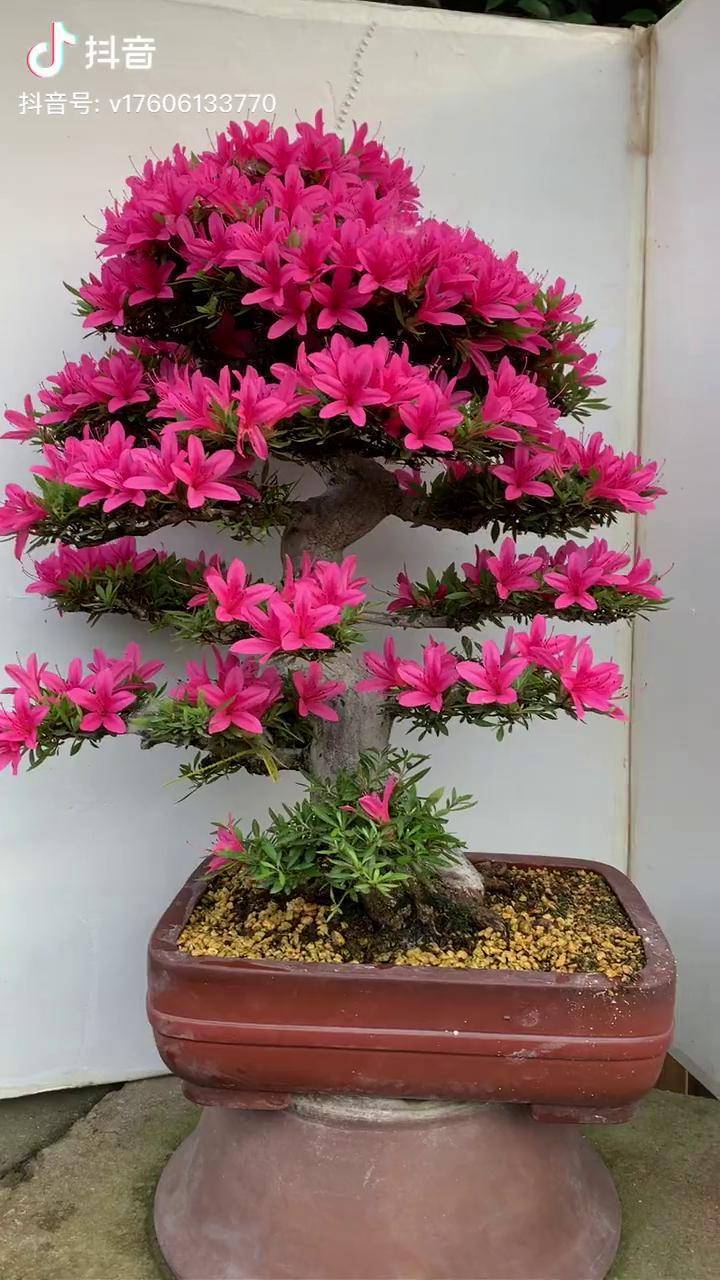 进口皋月杜鹃稀有品种