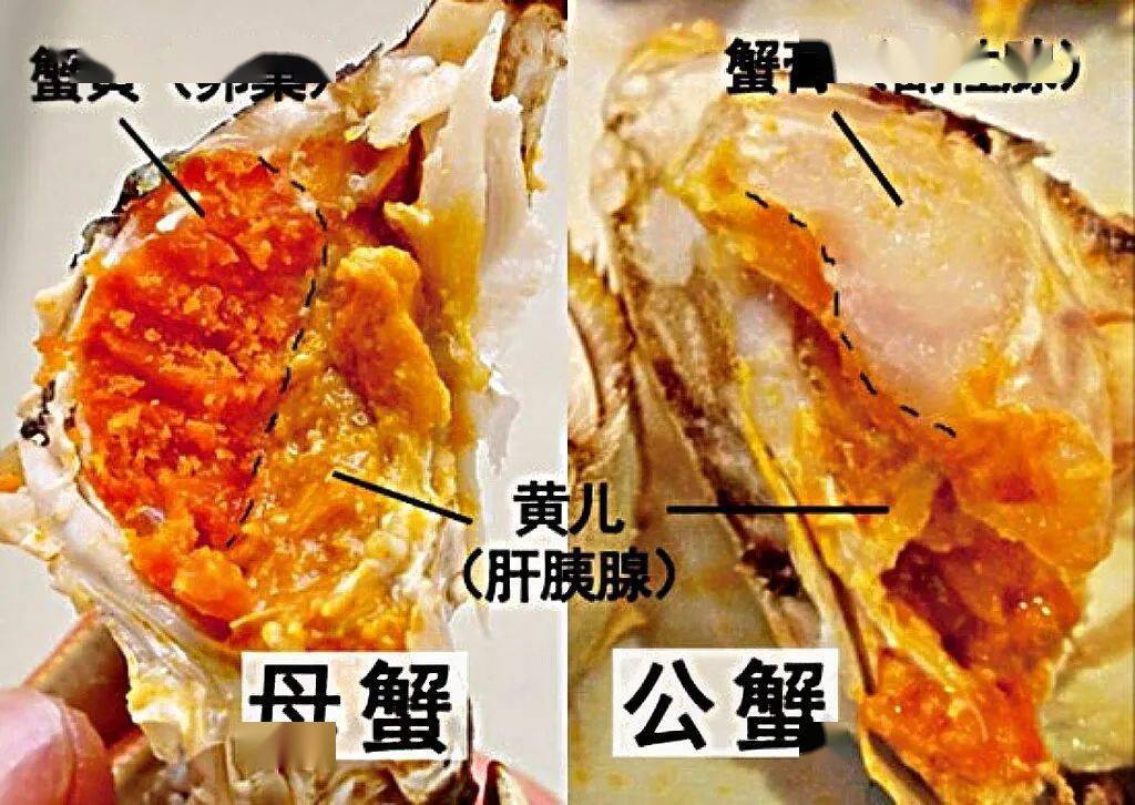 你有一份秋天吃蟹攻略待查收."_螃蟹