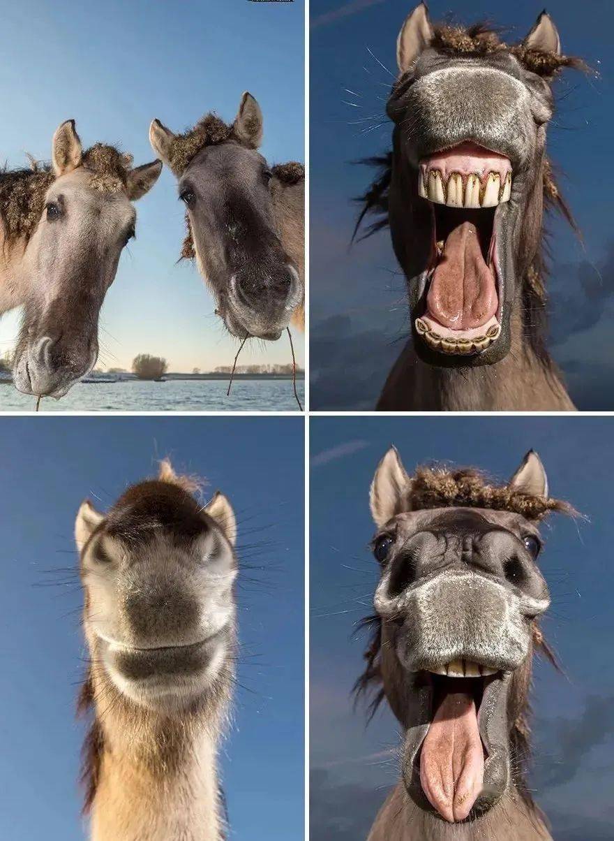 又一年搞笑野生动物摄影奖作品来了笑容太治愈了