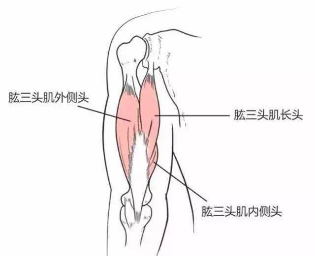 如何练手臂肌肉肱三头肌 6ae3b0e954a948f6be97c14a20cc933b.jpeg